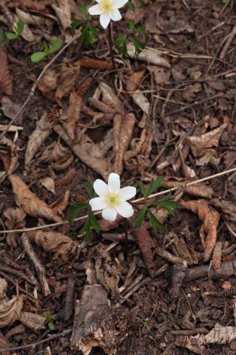 IMG_2013_04_18_00008835_phm2_Bildgr��e �ndern