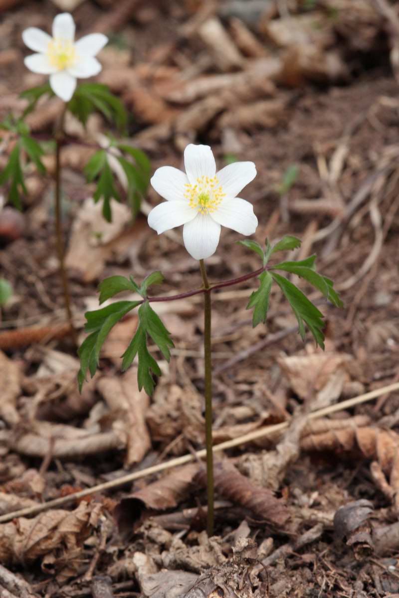 IMG_2013_04_18_00008836_phm2_Bildgr��e �ndern