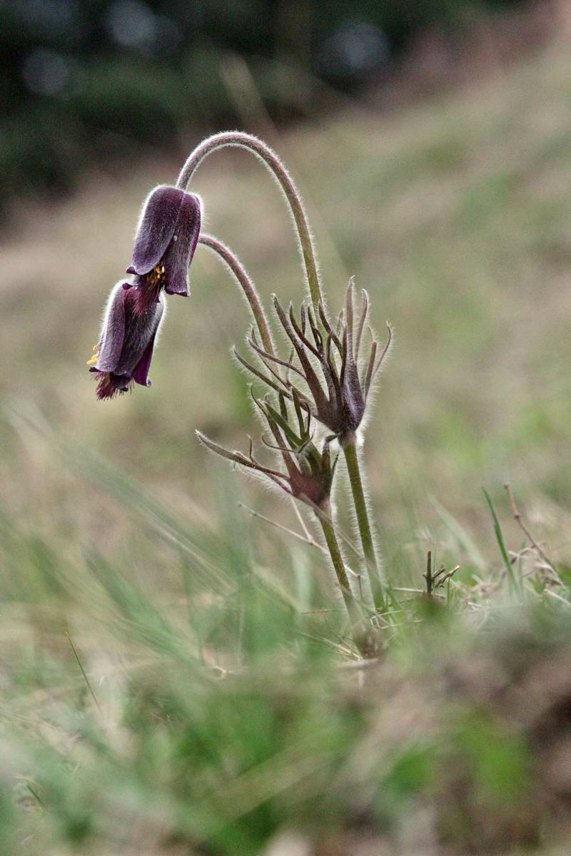 IMG_2013_04_22_00008618_2_Bildgr��e �ndern