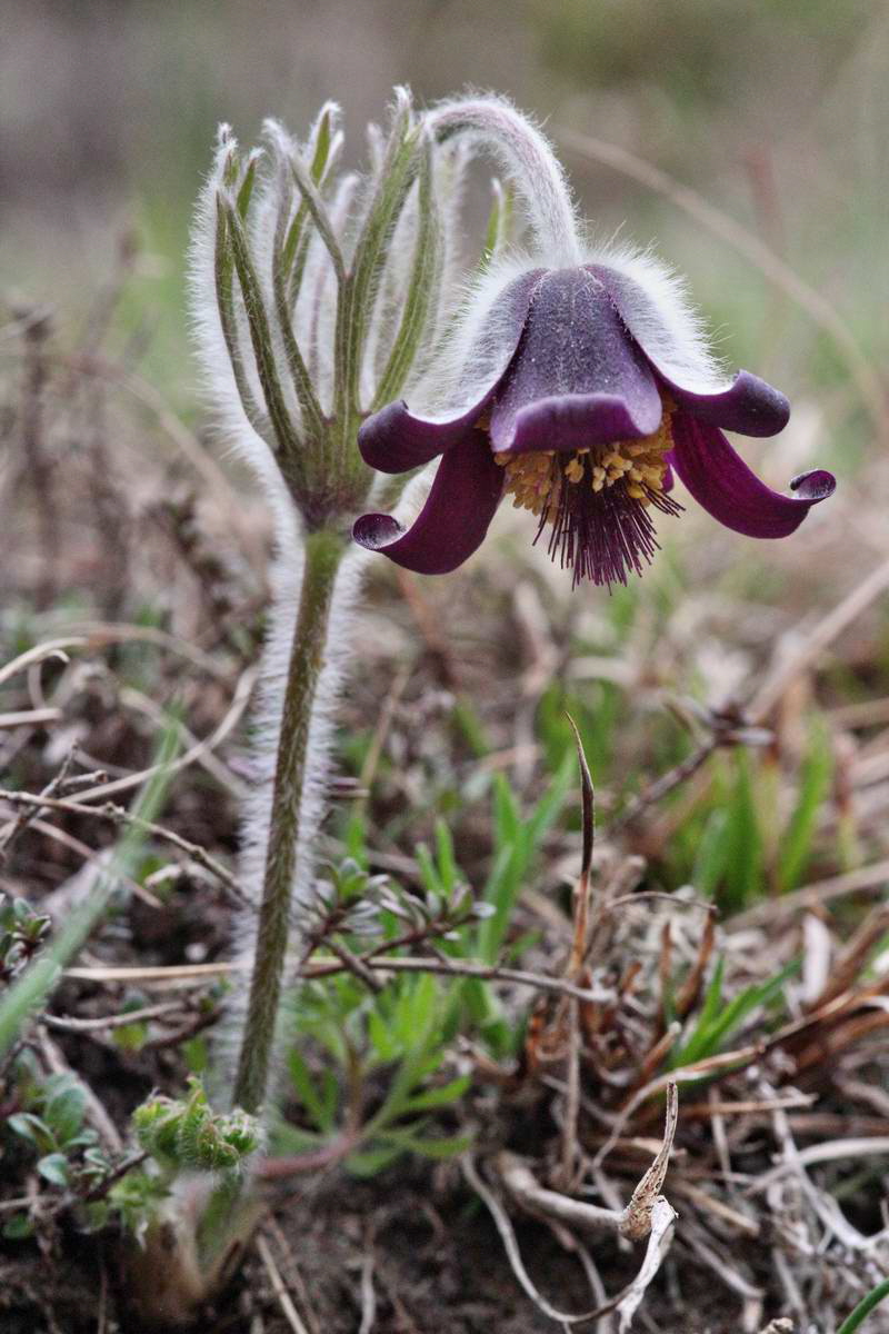 IMG_2013_04_22_00008624_2_Bildgr��e �ndern