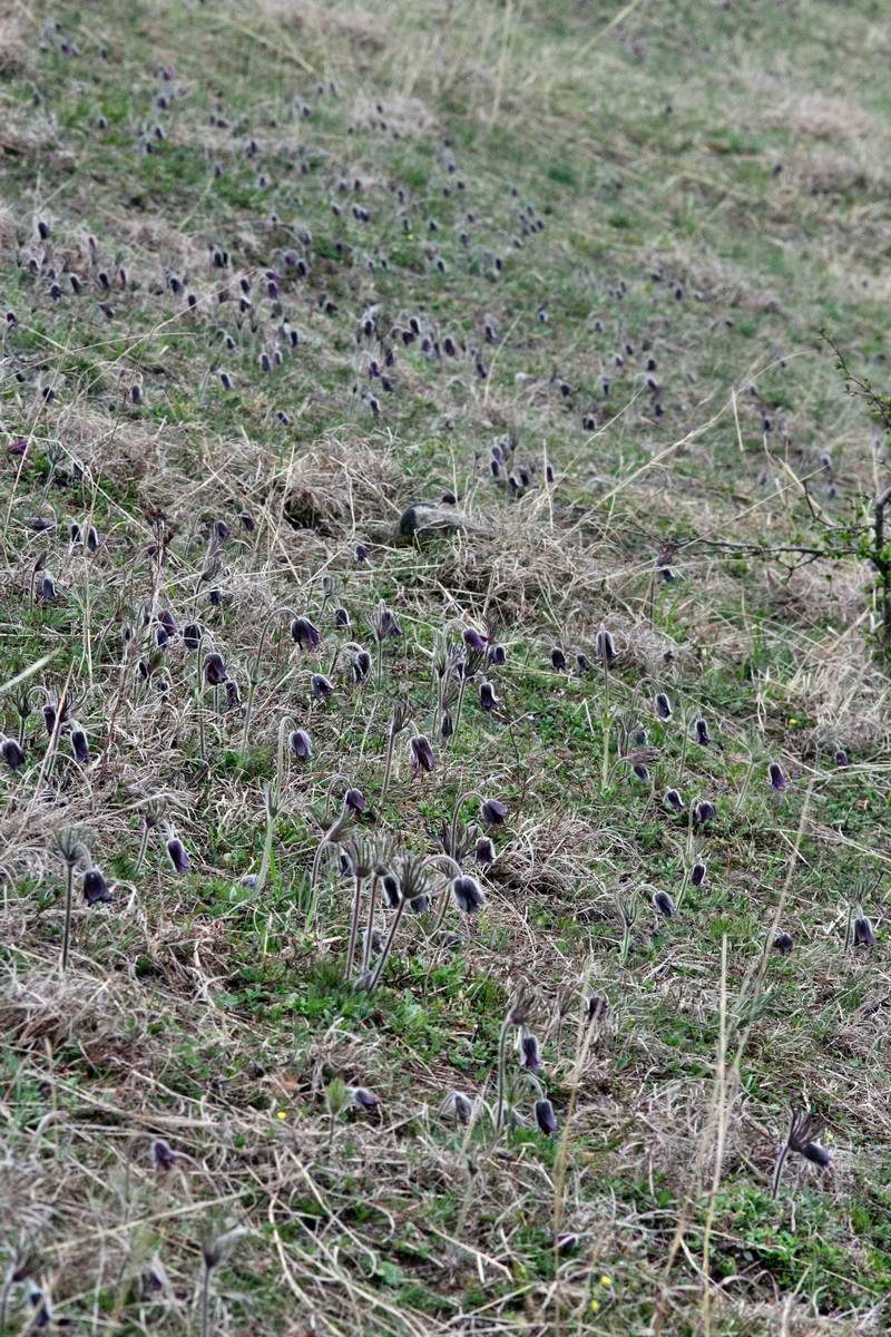 IMG_2013_04_22_00008631_2_Bildgr��e �ndern