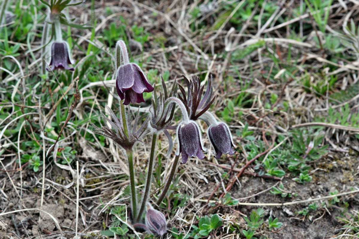 IMG_2013_04_22_00008648_2_Bildgr��e �ndern