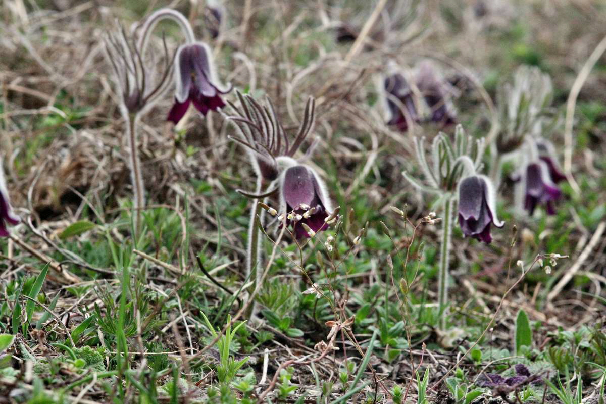 IMG_2013_04_22_00008654_2_Bildgr��e �ndern