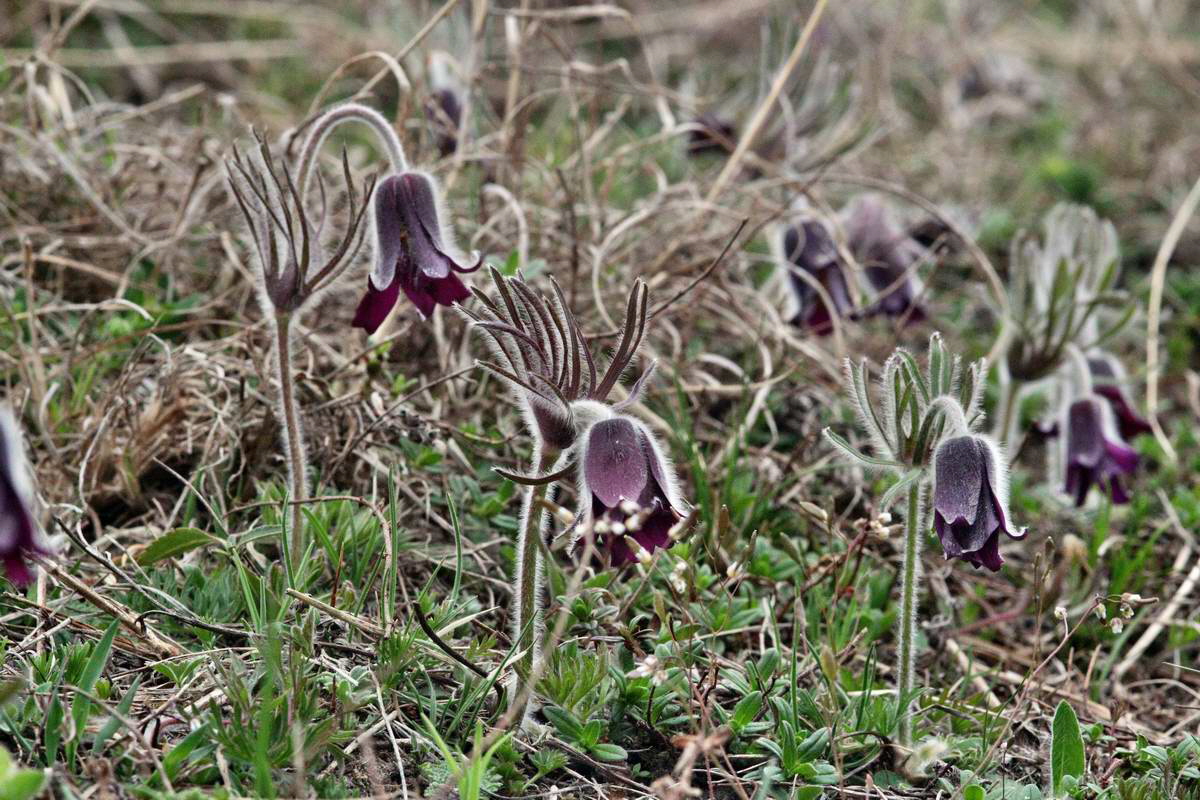 IMG_2013_04_22_00008658_2_Bildgr��e �ndern