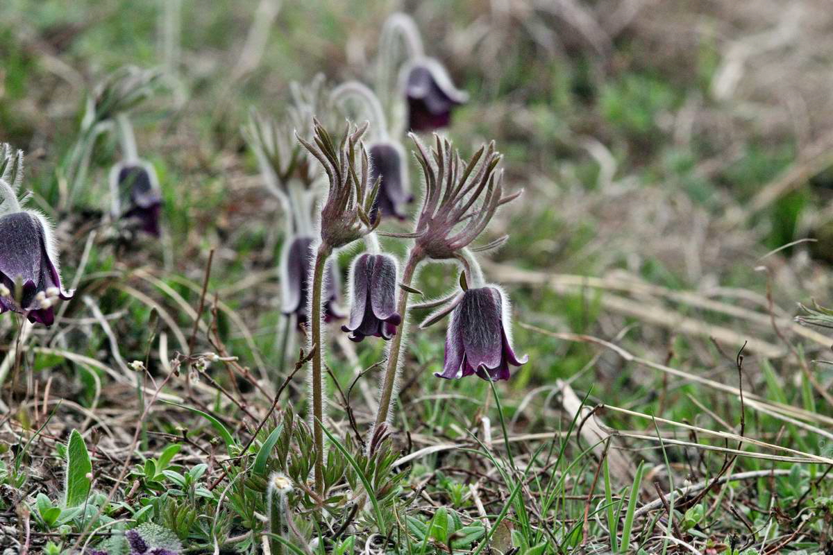 IMG_2013_04_22_00008673_2_Bildgr��e �ndern