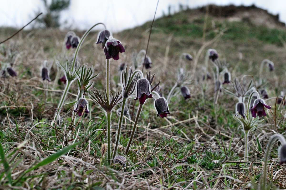 IMG_2013_04_22_00008685_2_Bildgr��e �ndern