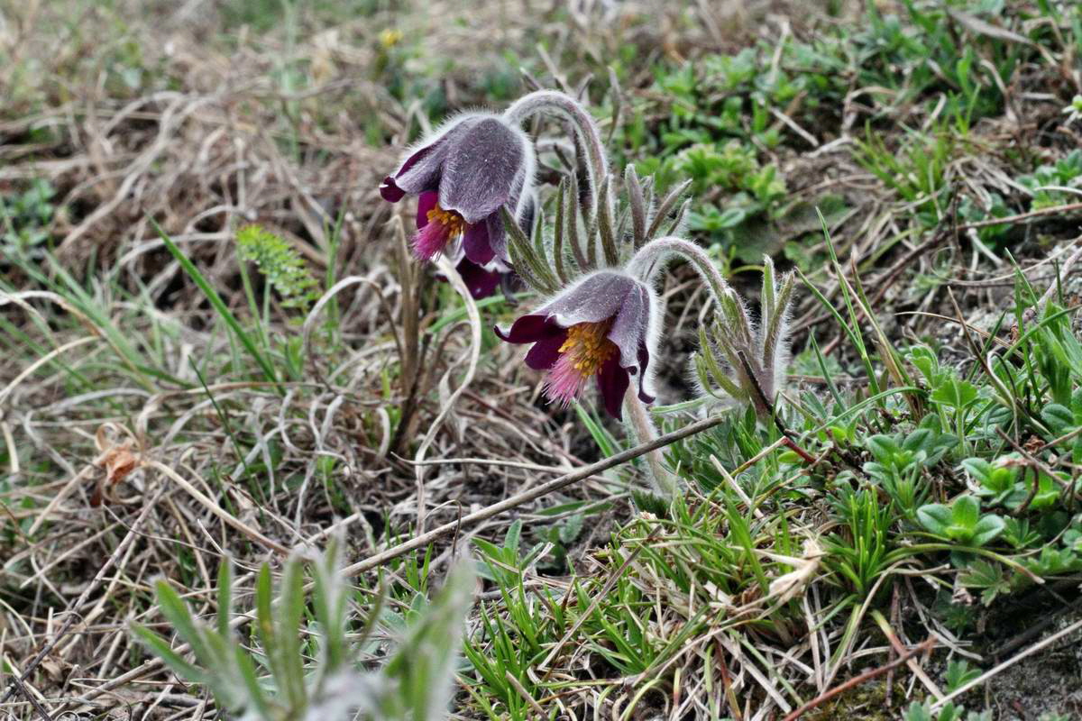 IMG_2013_04_22_00008687_2_Bildgr��e �ndern