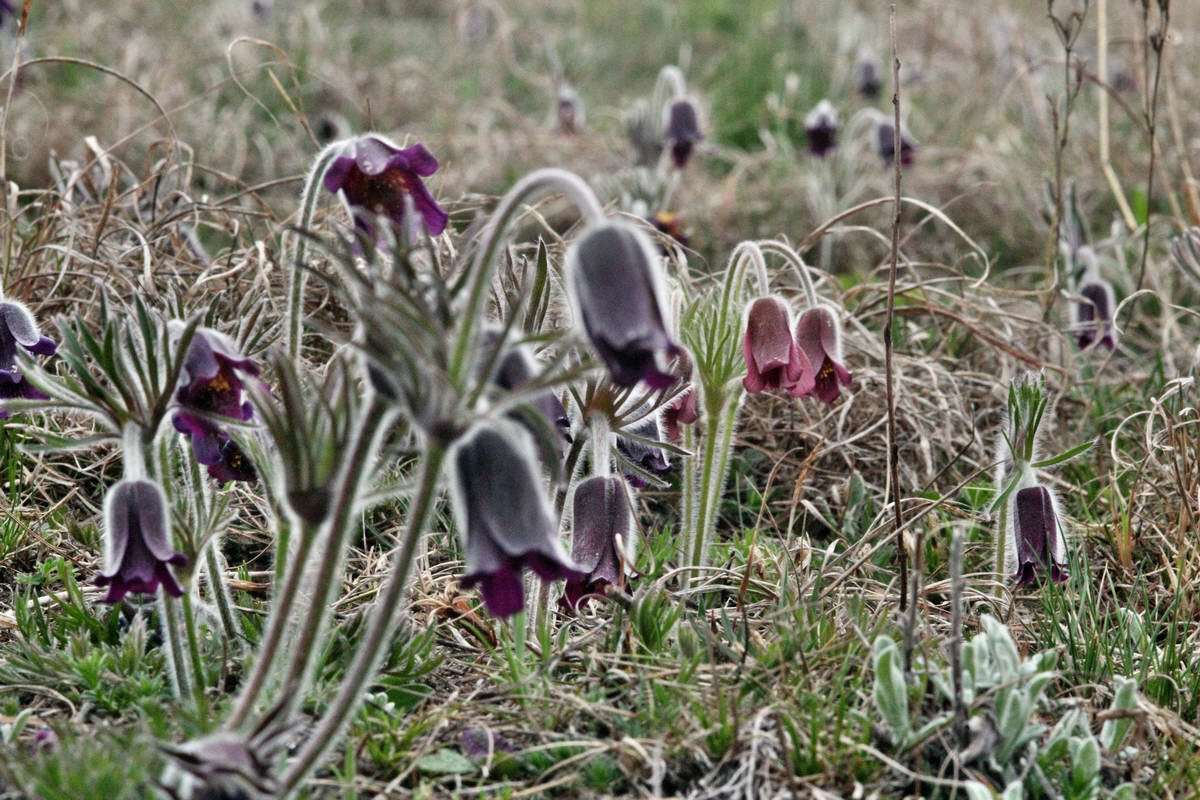 IMG_2013_04_22_00008744_2_Bildgr��e �ndern