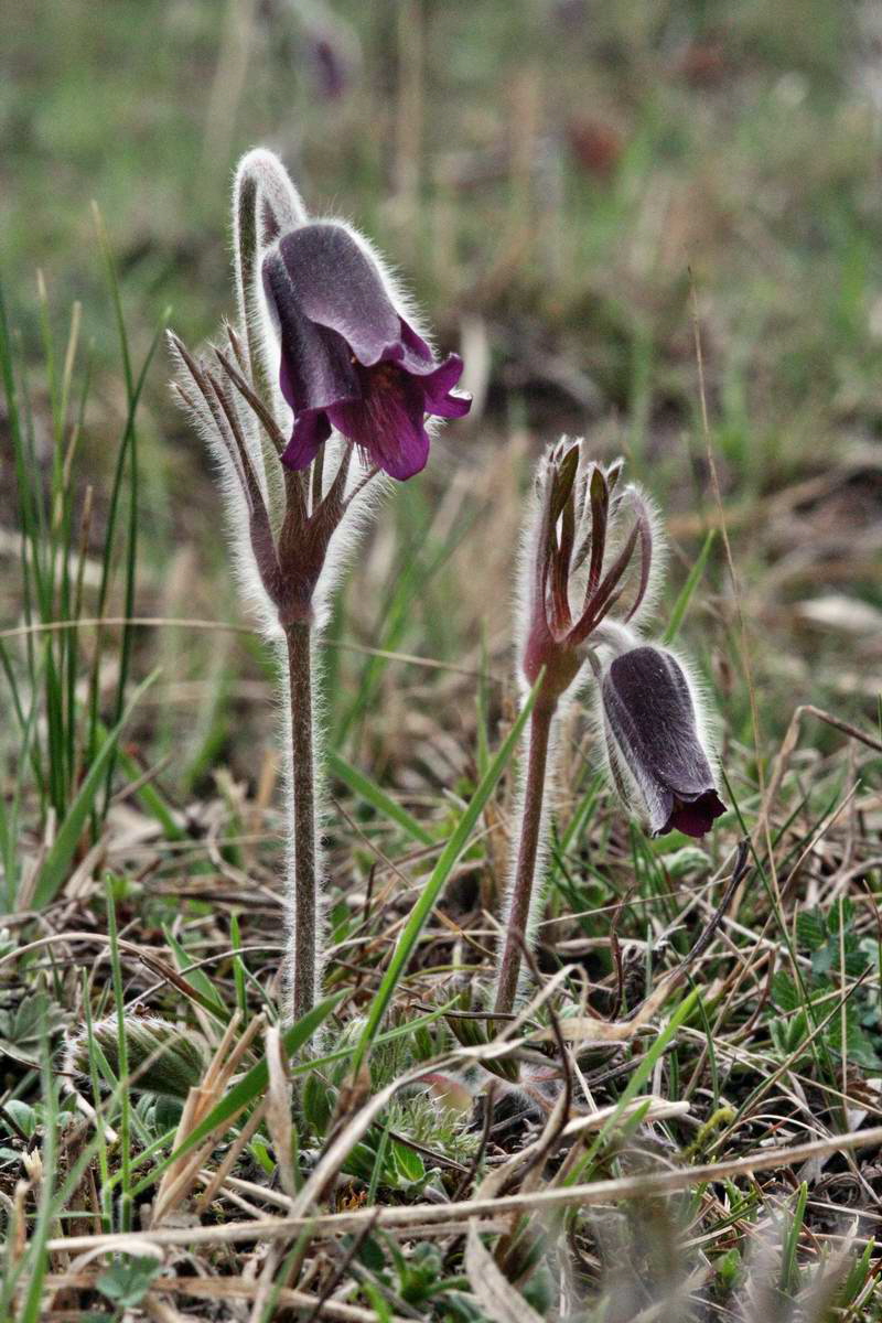 IMG_2013_04_22_00008774_2_Bildgr��e �ndern