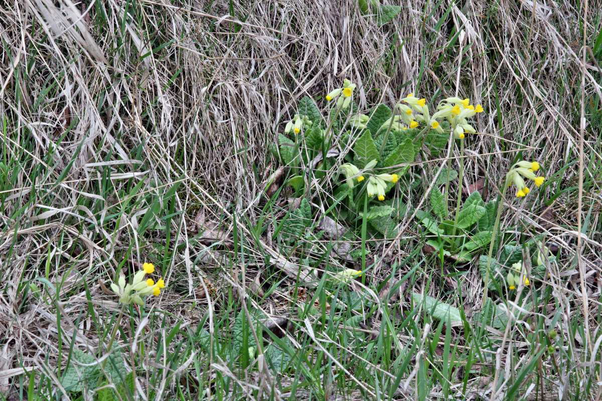 IMG_2013_04_22_00008841_2_Bildgr��e �ndern