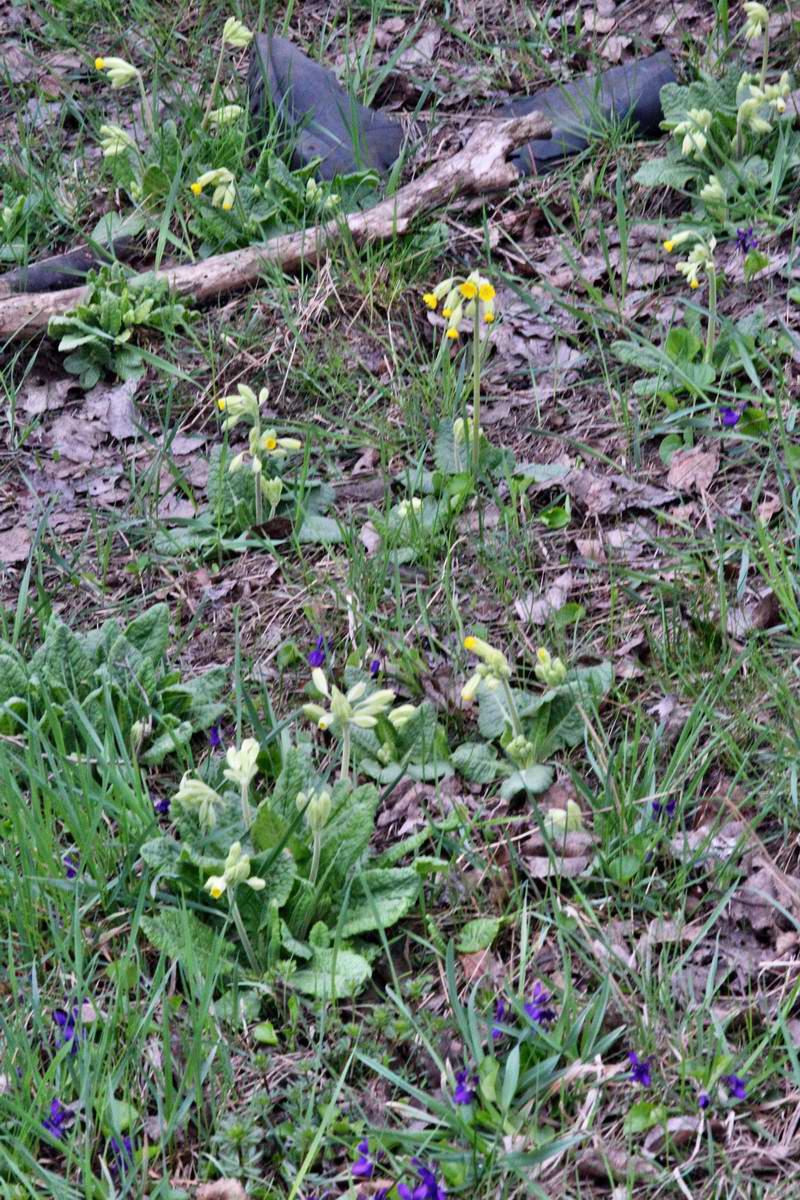 IMG_2013_04_22_00008848_2_Bildgr��e �ndern