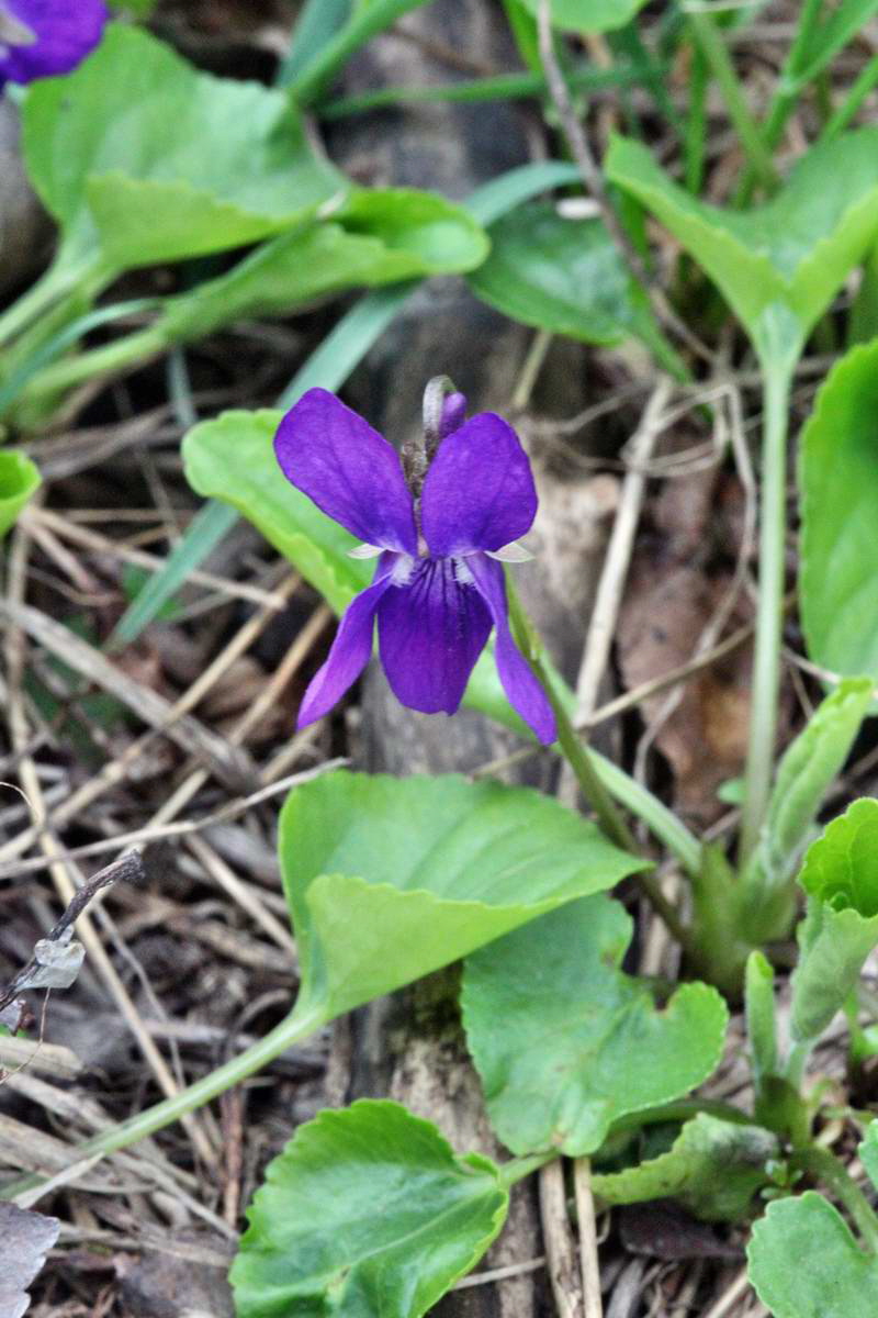 IMG_2013_04_22_00008856_2_Bildgr��e �ndern