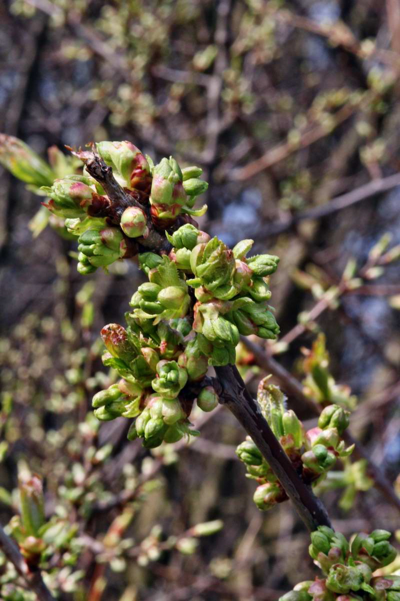 IMG_2013_04_24_00009041_2_Bildgr��e �ndern