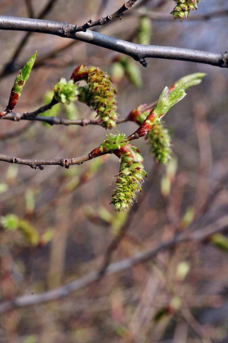 IMG_2013_04_24_00009043_2_Bildgr��e �ndern