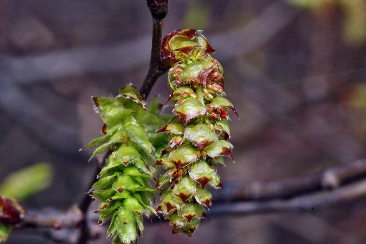 IMG_2013_04_24_00009052_2_Bildgr��e �ndern