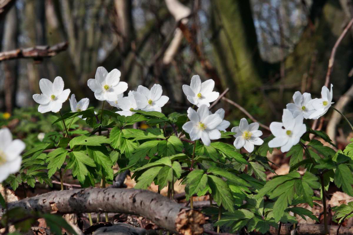 IMG_2013_04_24_00009076_2_Bildgr��e �ndern