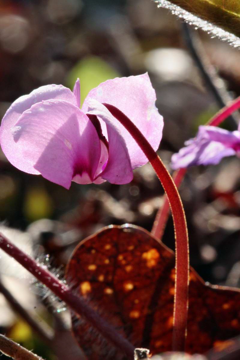 IMG_2013_04_24_00009149_2_Bildgr��e �ndern