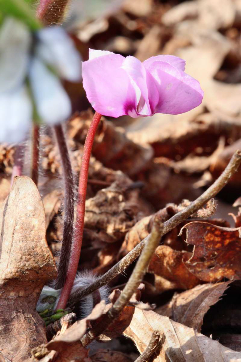 IMG_2013_04_24_00009163_2_Bildgr��e �ndern