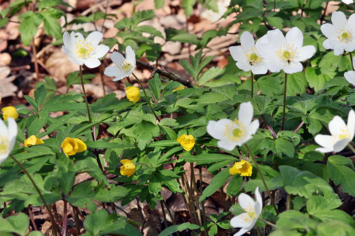 IMG_2013_04_24_00009179_2_Bildgr��e �ndern