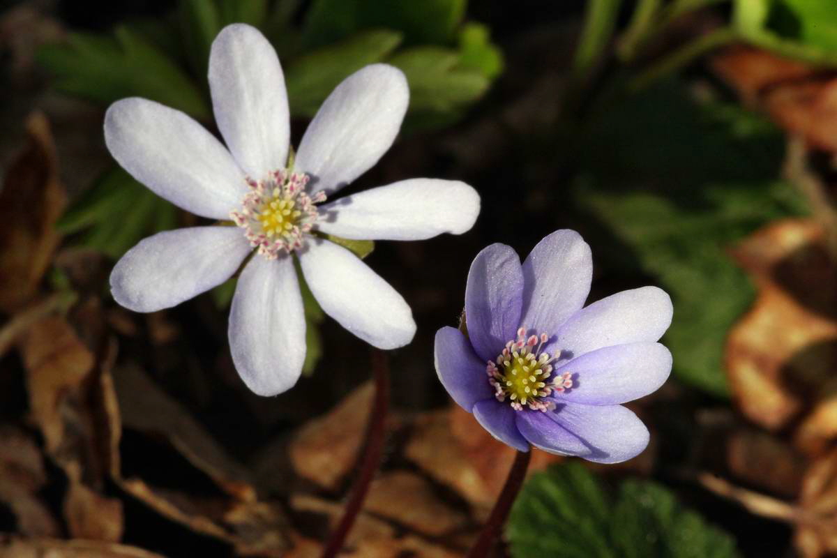 IMG_2013_04_24_00009190_2_Bildgr��e �ndern