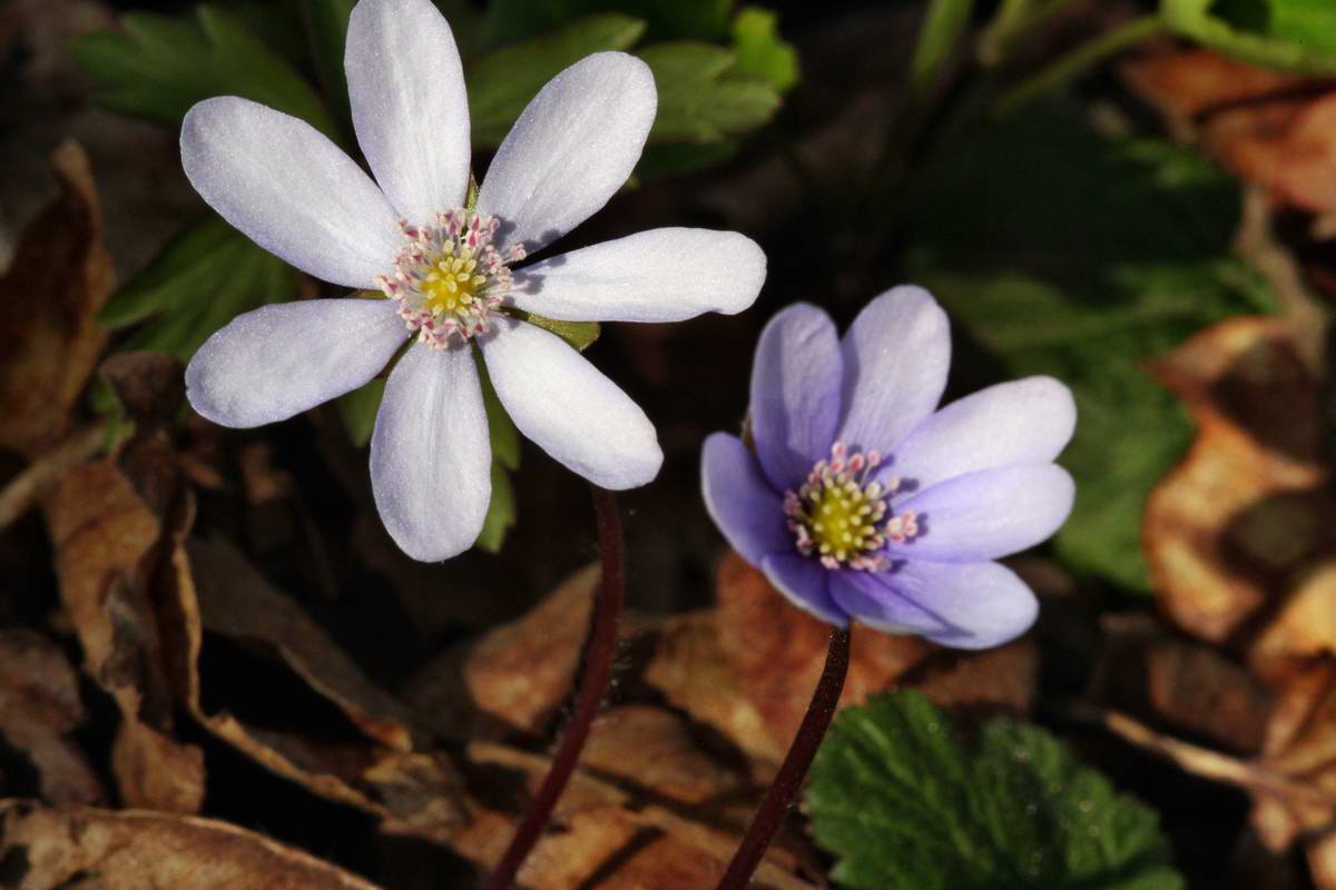 IMG_2013_04_24_00009192_2_Bildgr��e �ndern