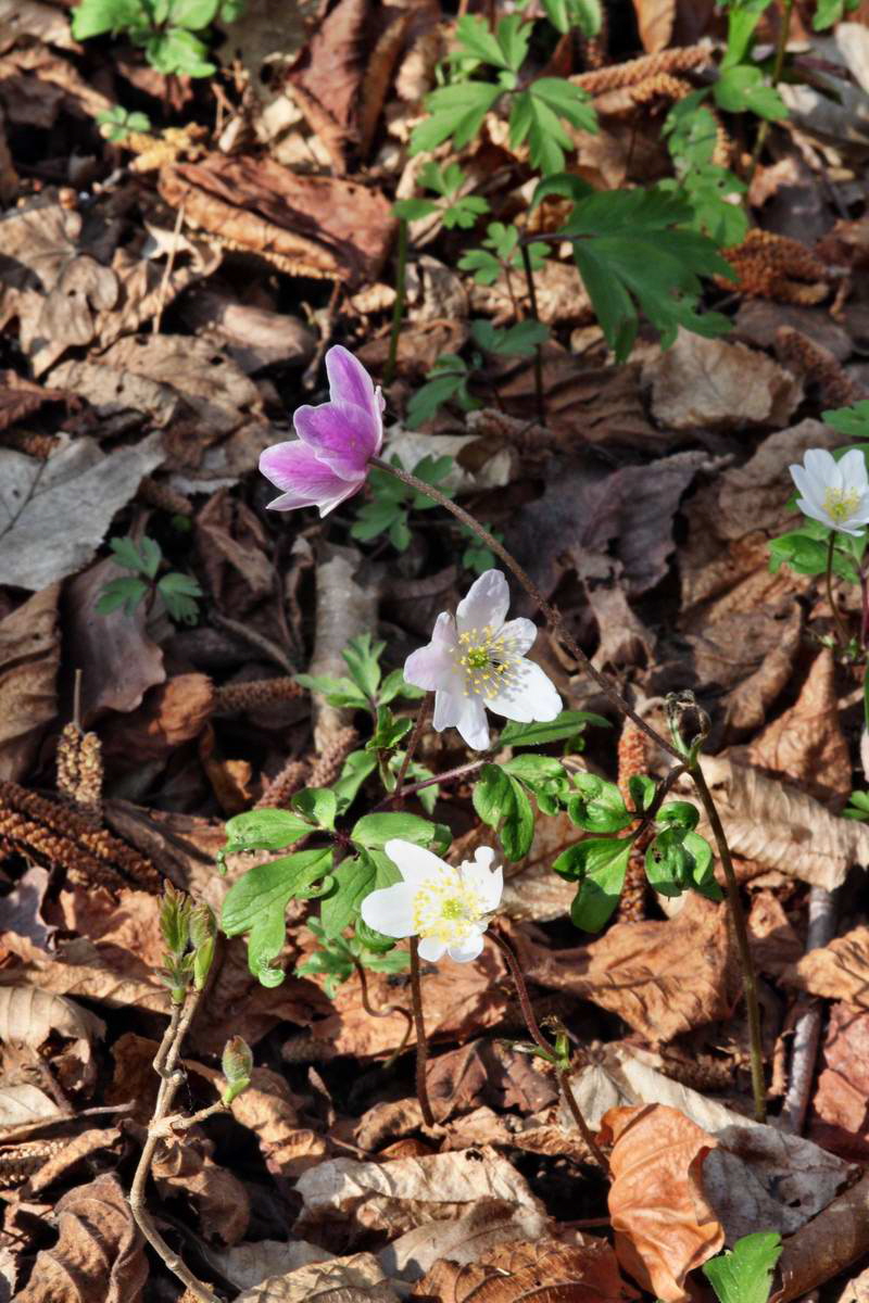 IMG_2013_04_24_00009208_2_Bildgr��e �ndern