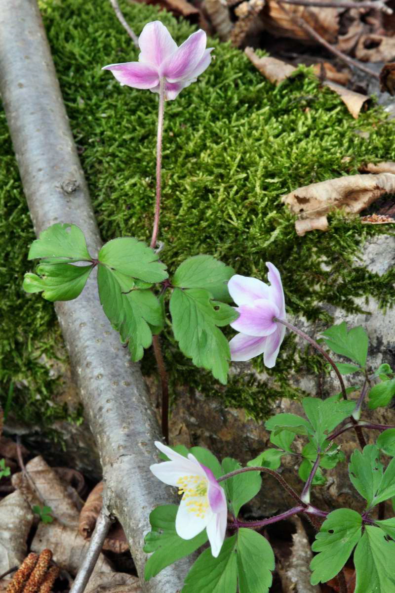 IMG_2013_04_24_00009210_2_Bildgr��e �ndern