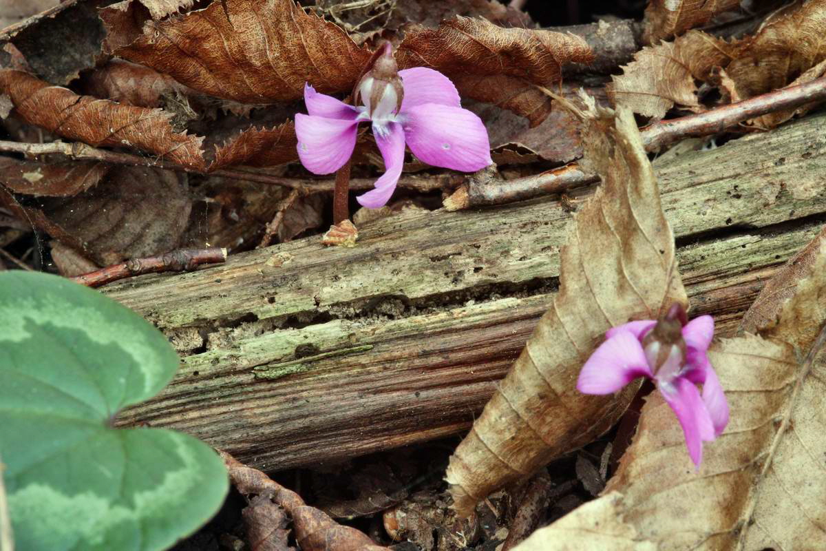 IMG_2013_04_24_00009219_2_Bildgr��e �ndern