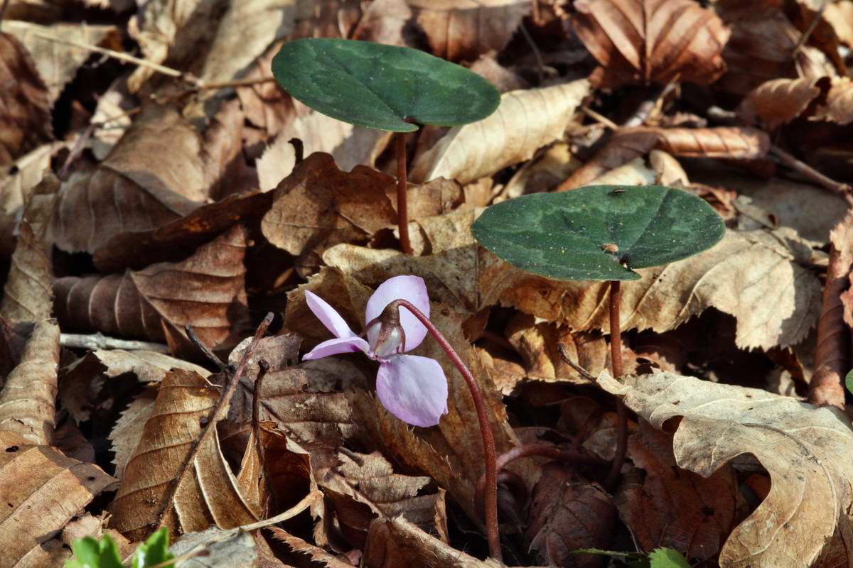 IMG_2013_04_24_00009223_2_Bildgr��e �ndern