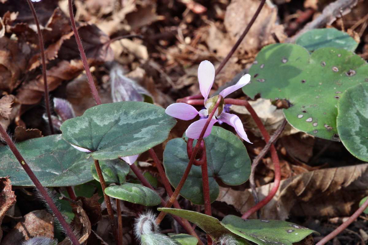 IMG_2013_04_24_00009231_2_Bildgr��e �ndern