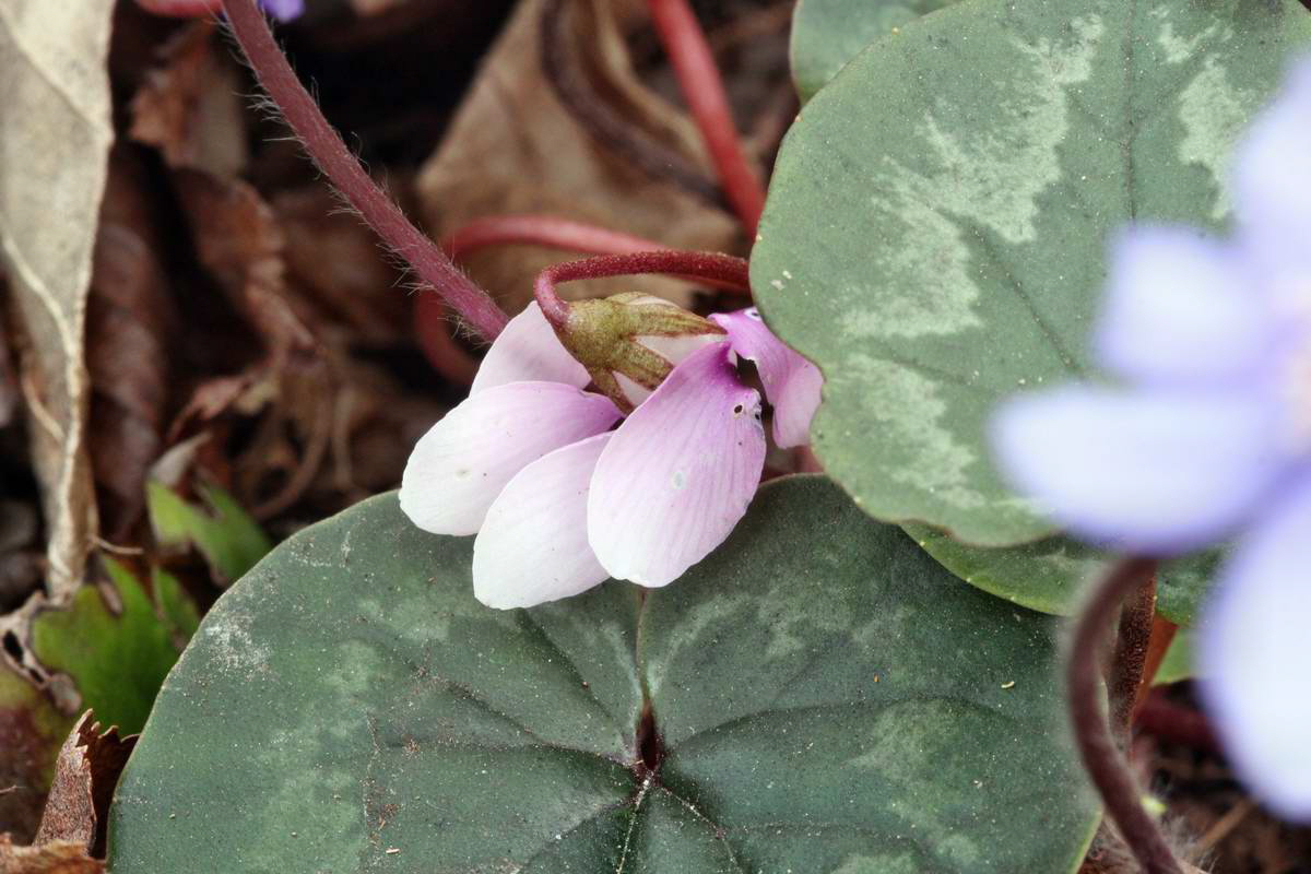 IMG_2013_04_24_00009240_2_Bildgr��e �ndern