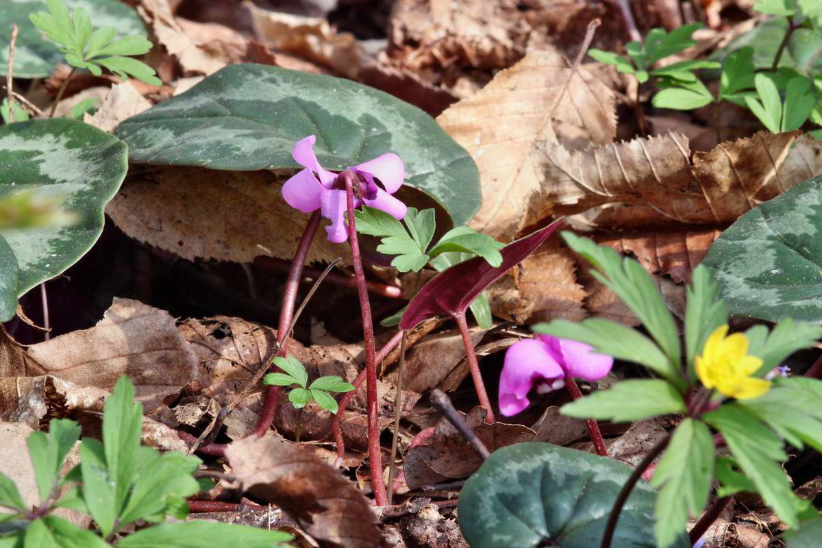 IMG_2013_04_24_00009247_2_Bildgr��e �ndern