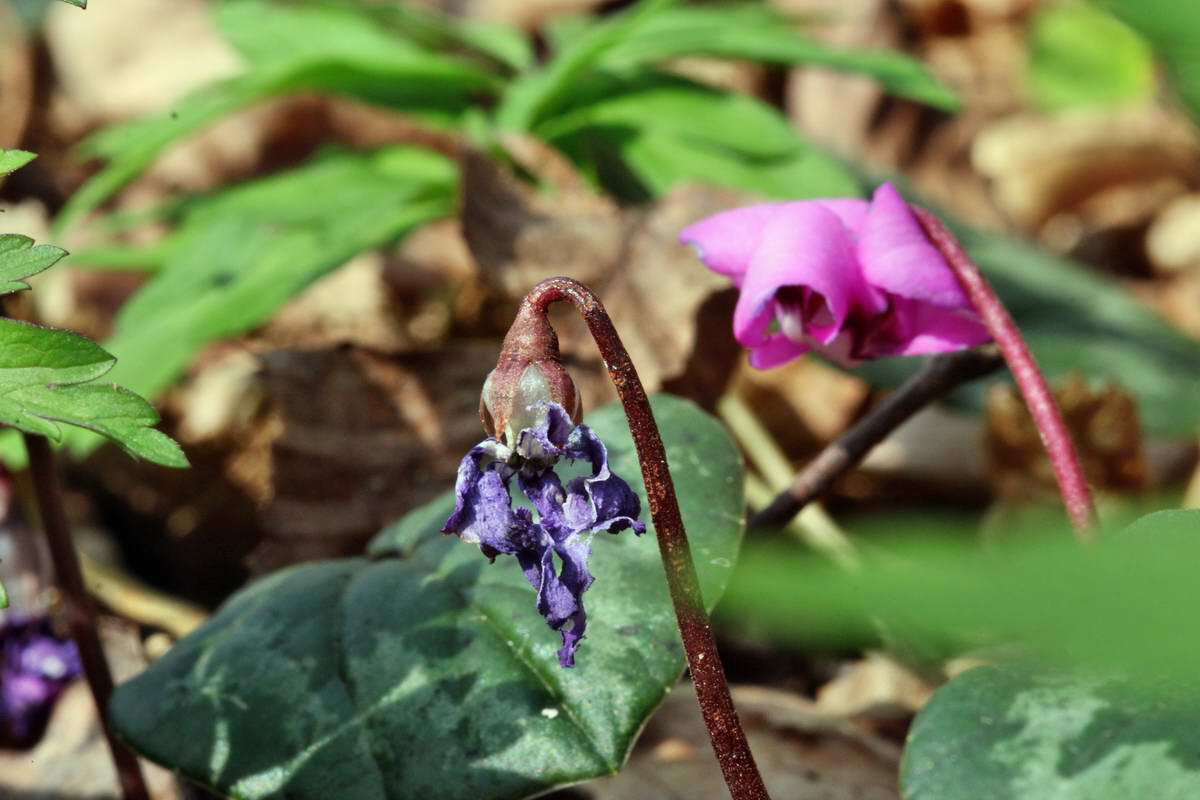 IMG_2013_04_24_00009282_2_Bildgr��e �ndern