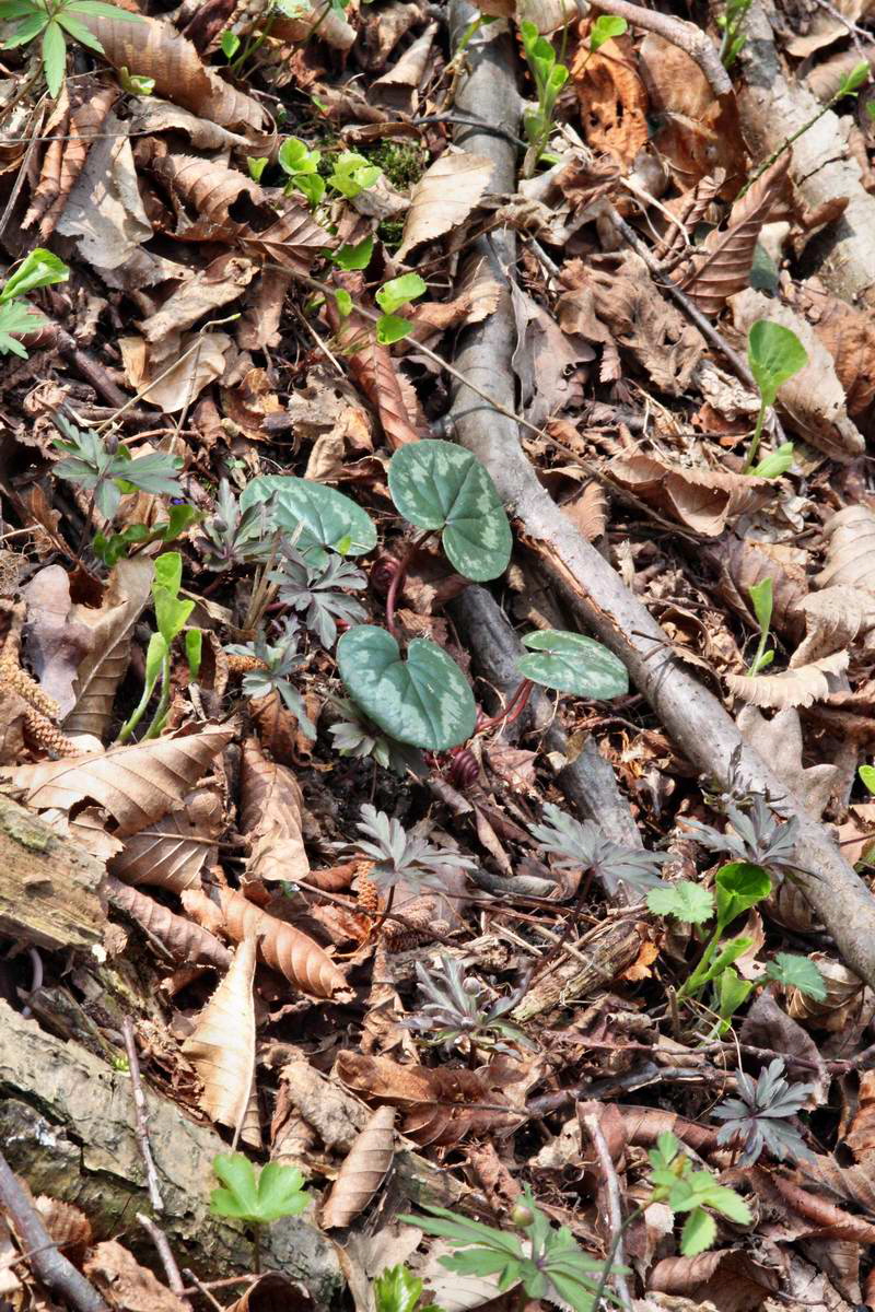 IMG_2013_04_24_00009288_2_Bildgr��e �ndern