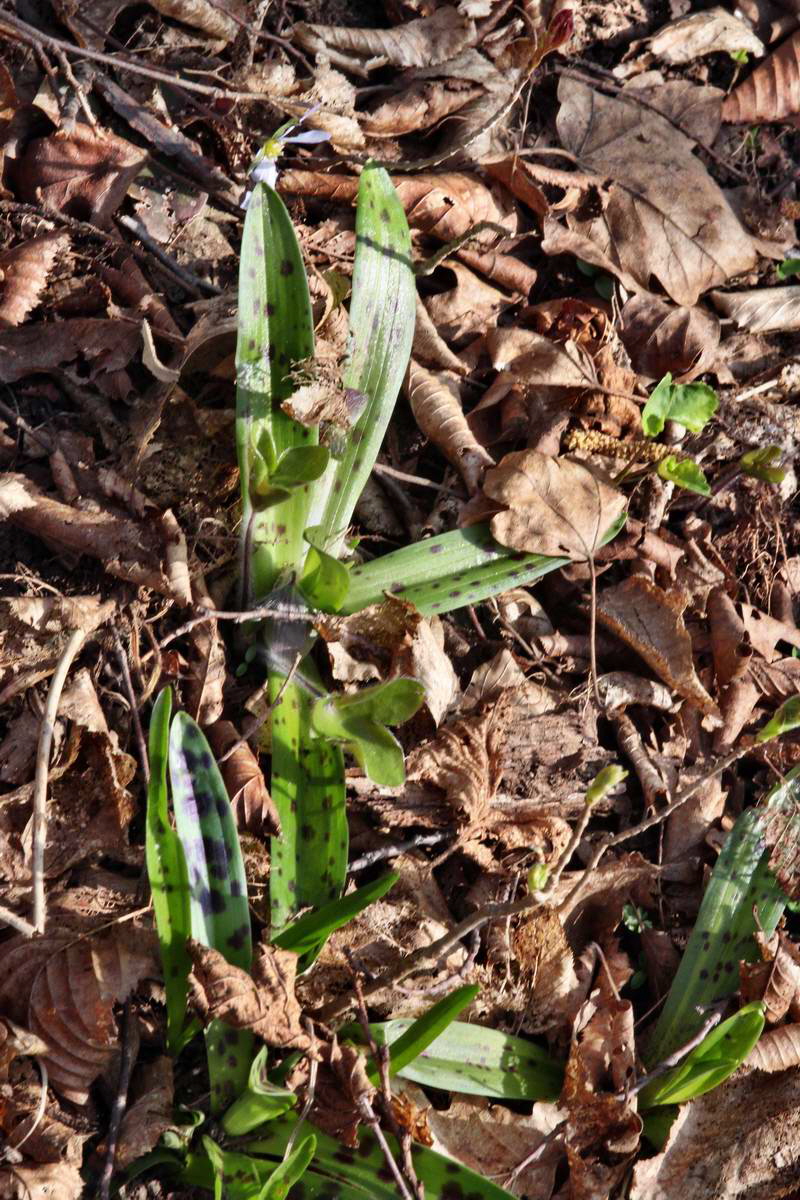 IMG_2013_04_24_00009298_2_Bildgr��e �ndern