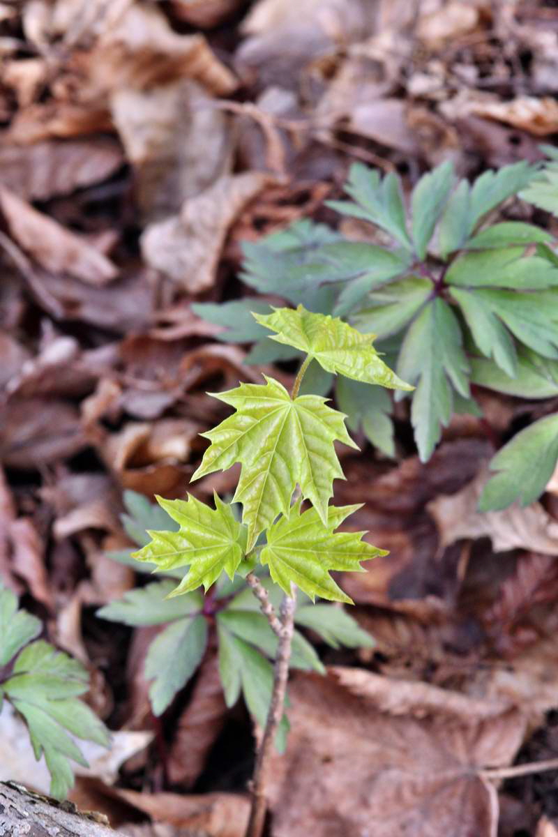 IMG_2013_04_24_00009314_2_Bildgr��e �ndern