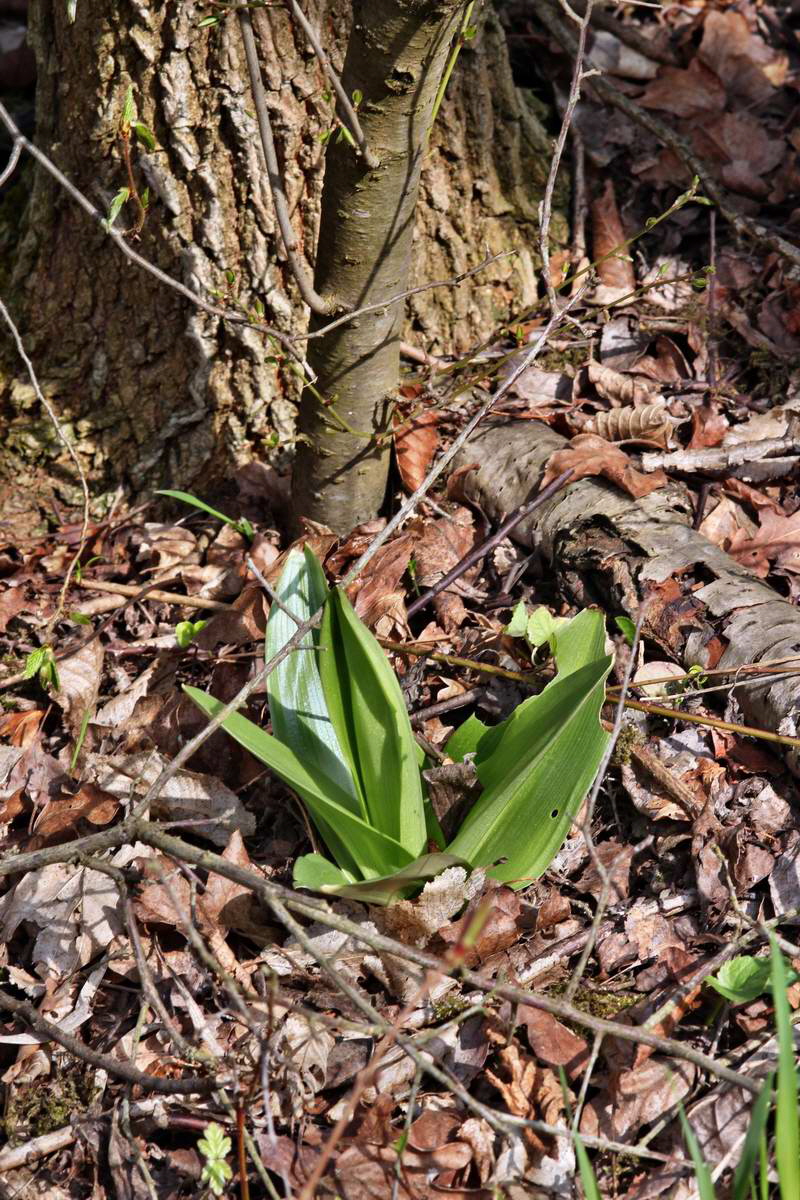 IMG_2013_04_24_00009368_2_Bildgr��e �ndern