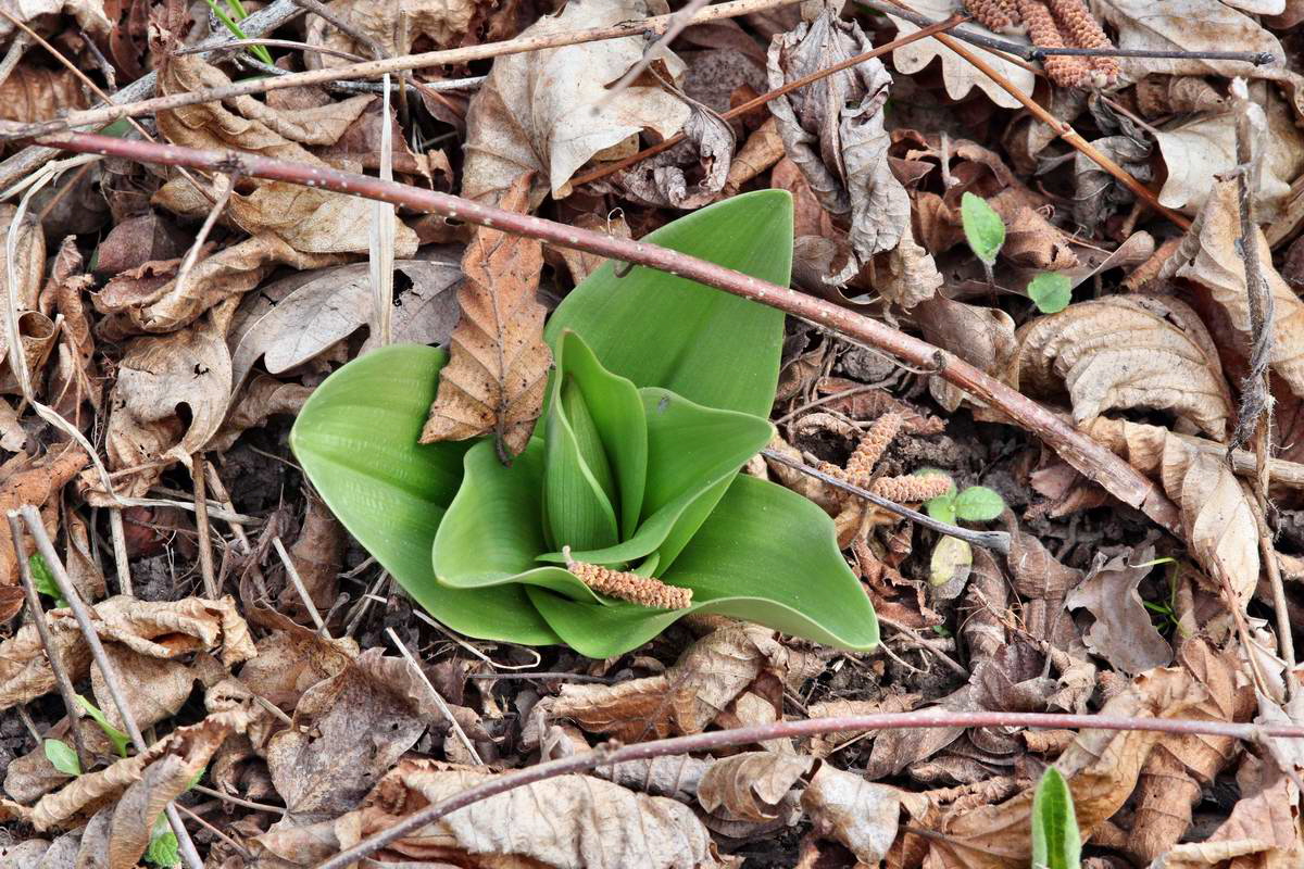 IMG_2013_04_24_00009374_2_Bildgr��e �ndern