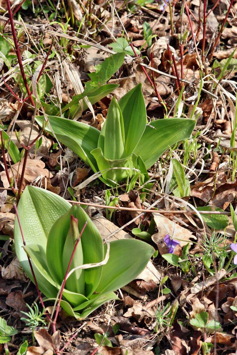 IMG_2013_04_24_00009380_2_Bildgr��e �ndern