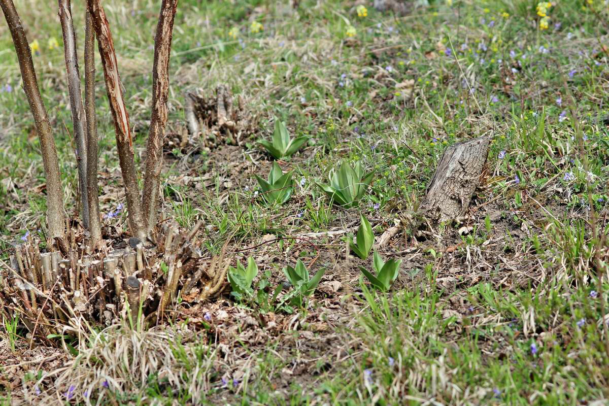 IMG_2013_04_24_00009446_2_Bildgr��e �ndern