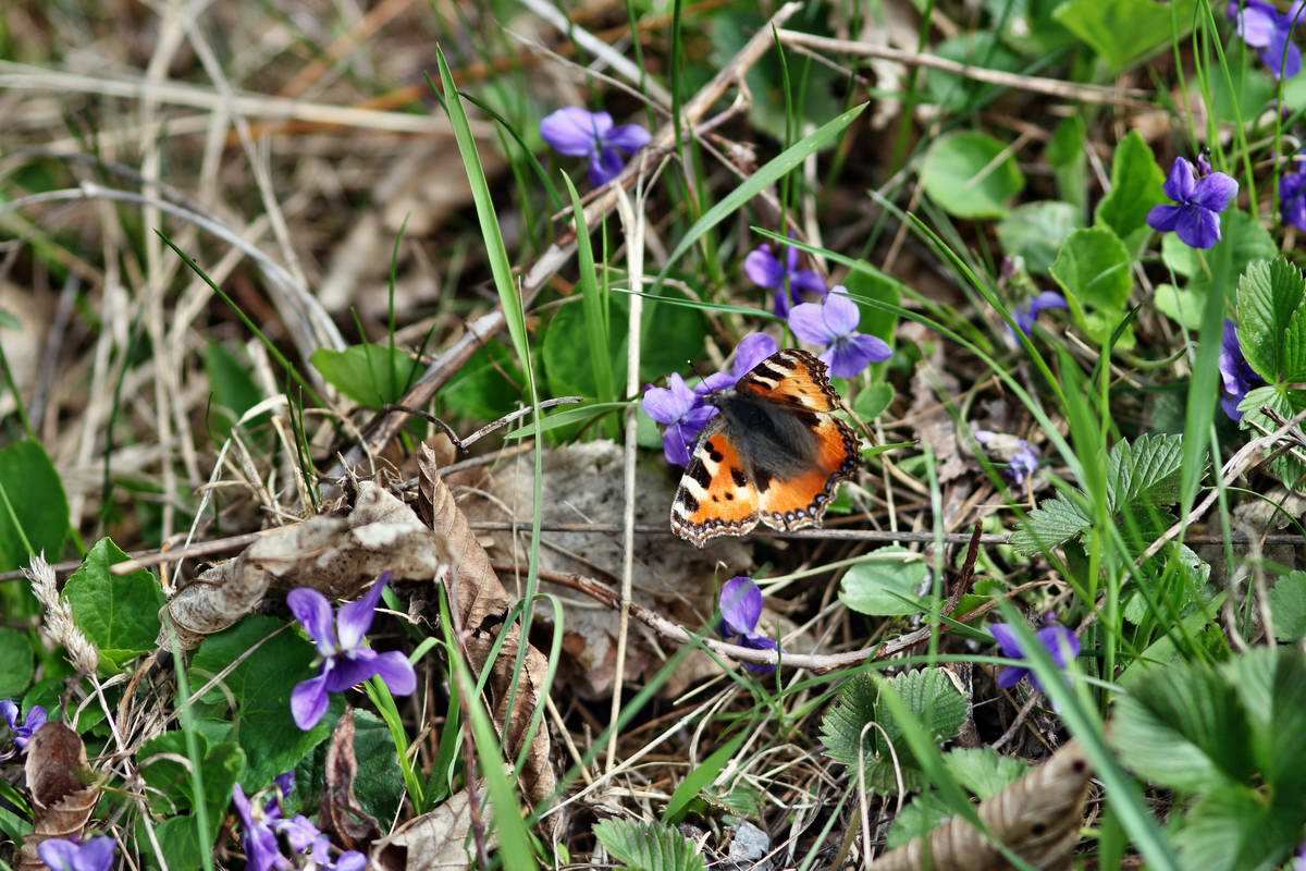 IMG_2013_04_24_00009505_2_Bildgr��e �ndern