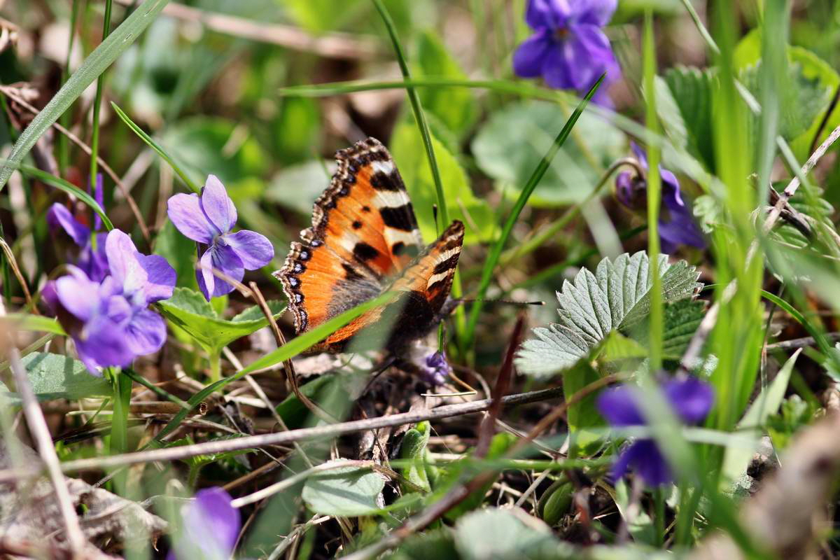 IMG_2013_04_24_00009515_2_Bildgr��e �ndern