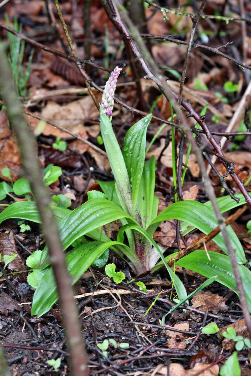 IMG_2013_04_27_00009657_2_Bildgr��e �ndern