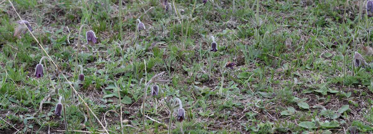 [pano4]-IMG_2013_04_29_00009785_IMG_2013_04_29_00009792-8 images_Bildgr��e �ndern