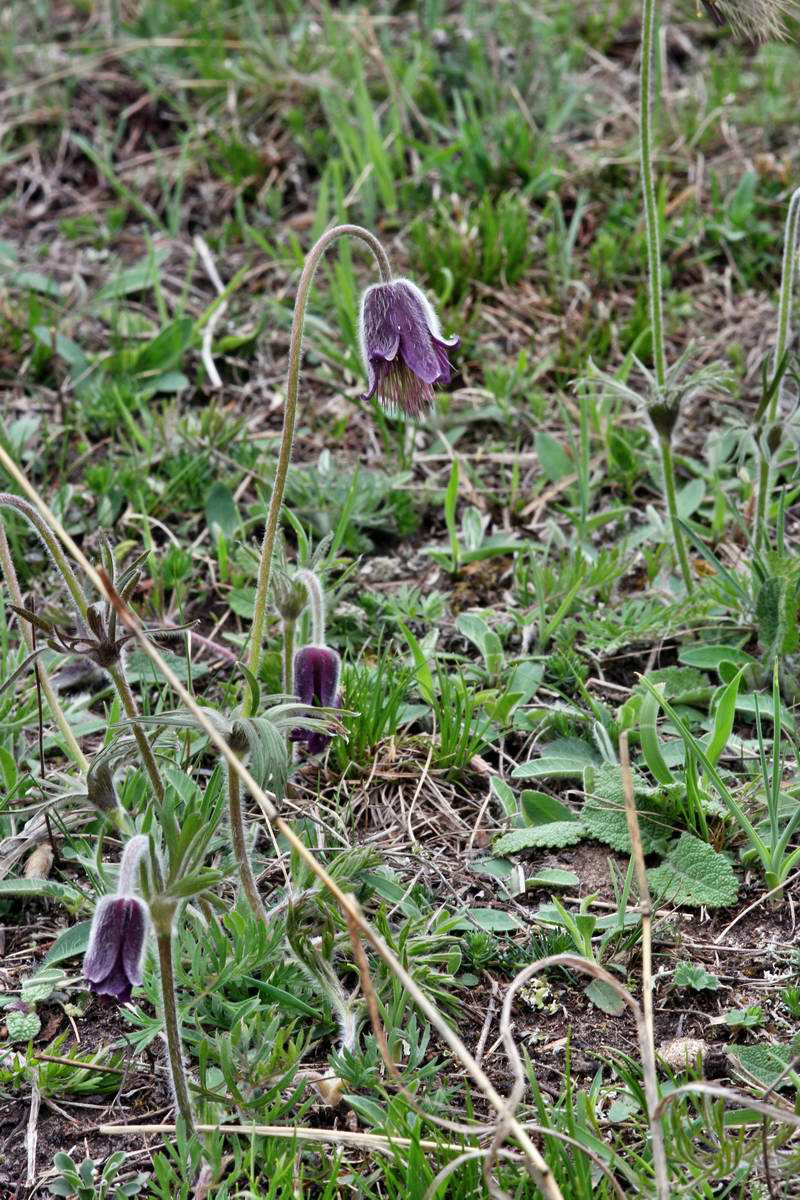 IMG_2013_04_29_00009786_2_Bildgr��e �ndern