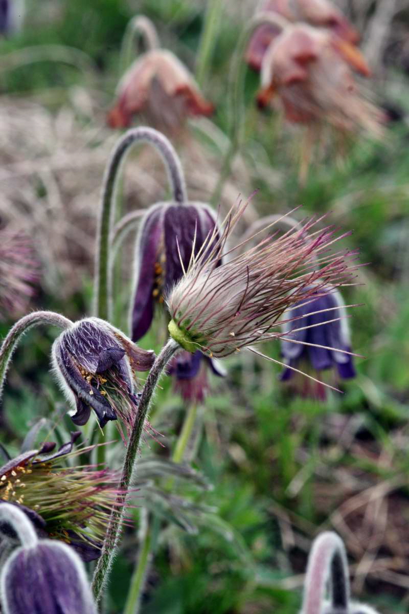 IMG_2013_04_29_00009796_2_Bildgr��e �ndern