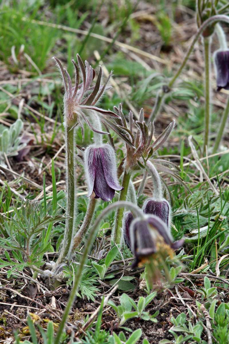 IMG_2013_04_29_00009815_2_Bildgr��e �ndern