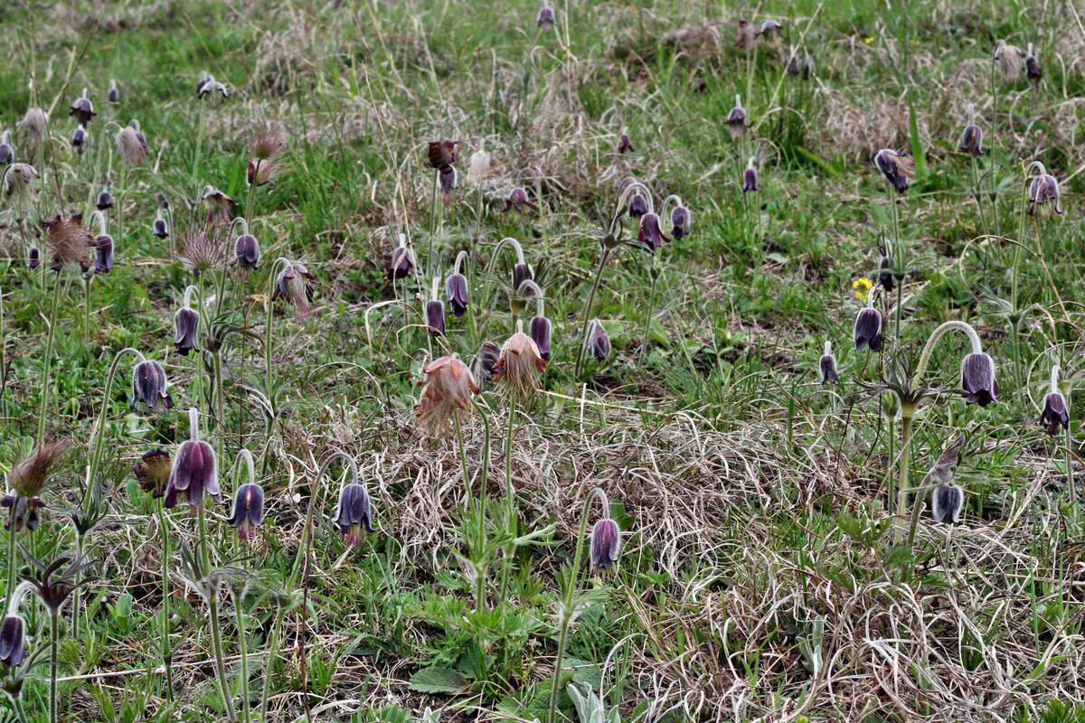 IMG_2013_04_29_00009928_2_Bildgr��e �ndern