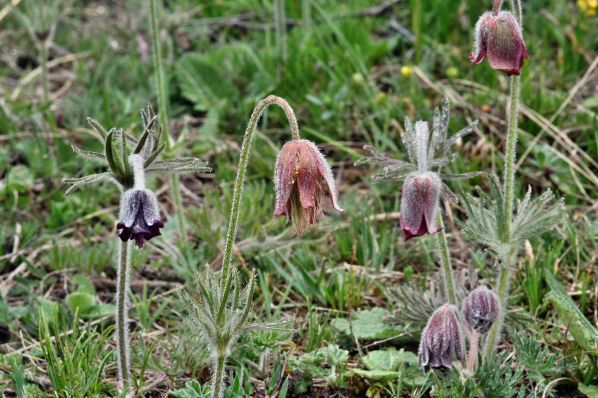 IMG_2013_04_29_00009980_2_Bildgr��e �ndern