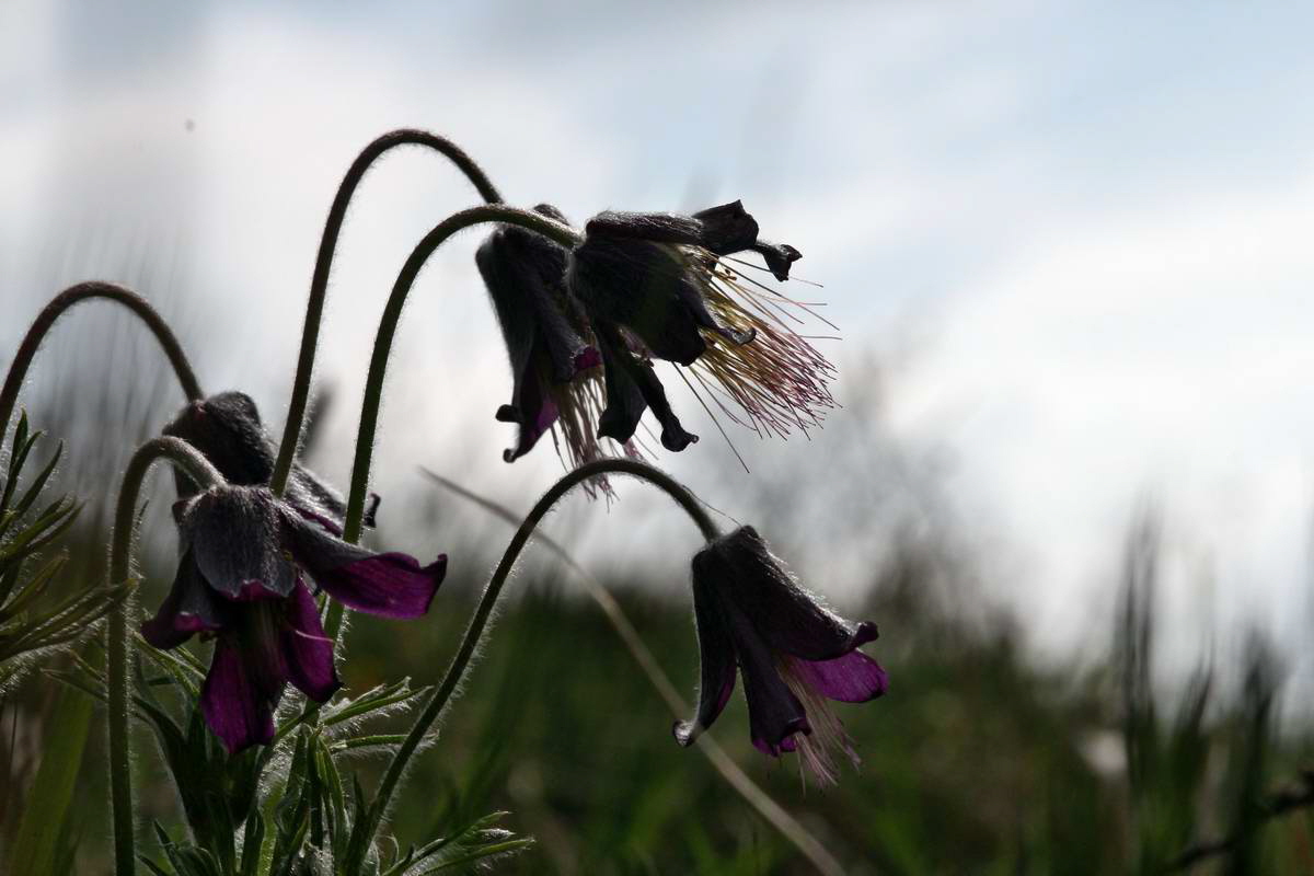 IMG_2013_04_29_00010240_2_Bildgr��e �ndern